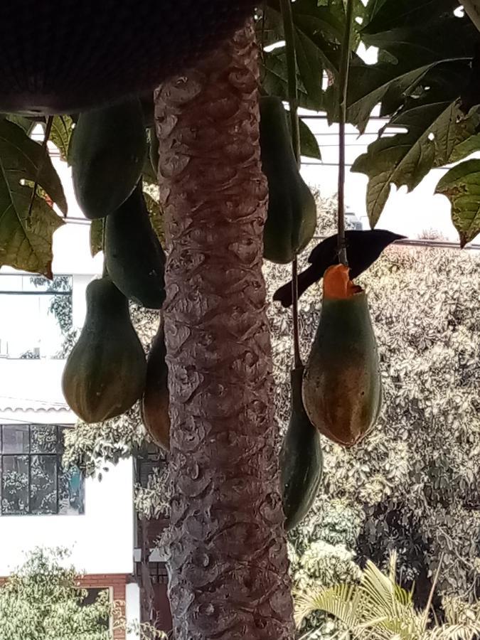 Posada Peregrinus Lima Exteriér fotografie